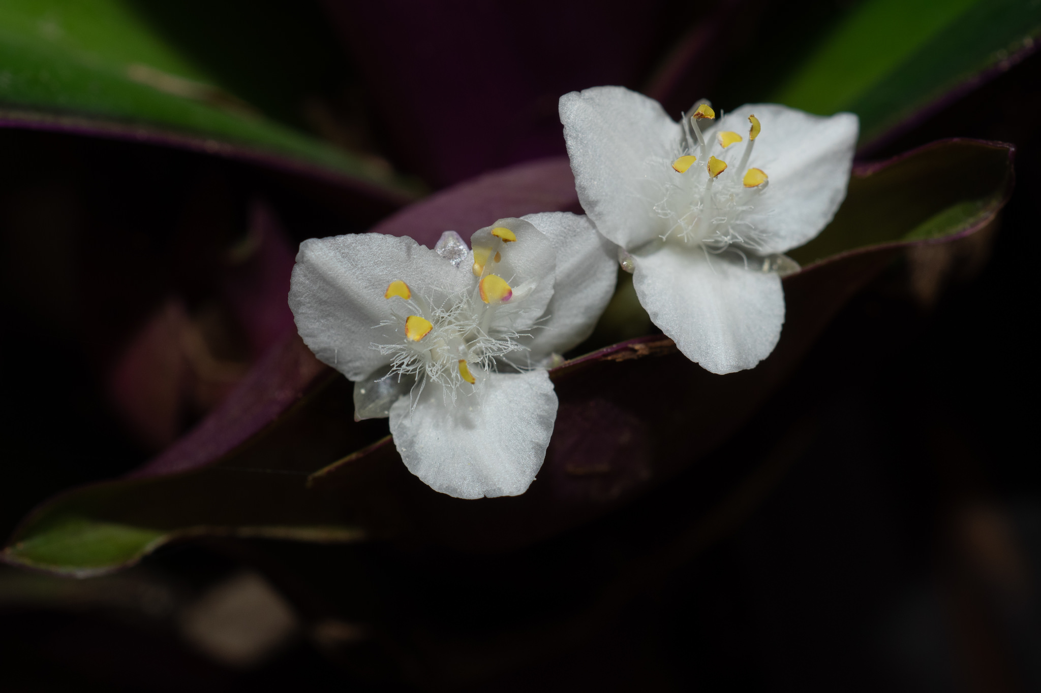 Tradescantia spathacea